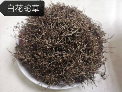 白花蛇舌草 药理作用、药用价值与用法用量详解